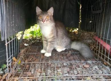 Maine Coon Kitten Pets For Sale In Malaysia Mudah My