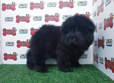 Chow Chow Puppy Pets For Sale In Malaysia Mudah My