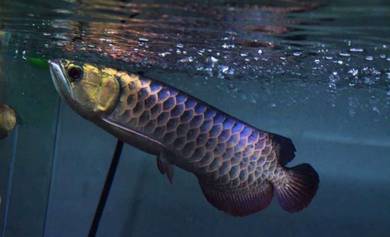 long yu arowana wholesale