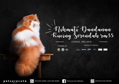 Petsarecute - PRO Niaga Store on Mudah.my - harga grooming kucing melaka